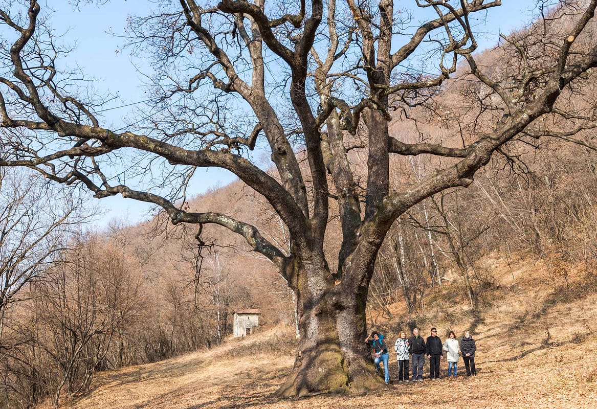 The Rogolone, a centuries-old oak tree in Grandola and Uniti