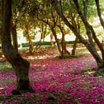Il Bosco da favola dei Rododendri Villa Carlotta