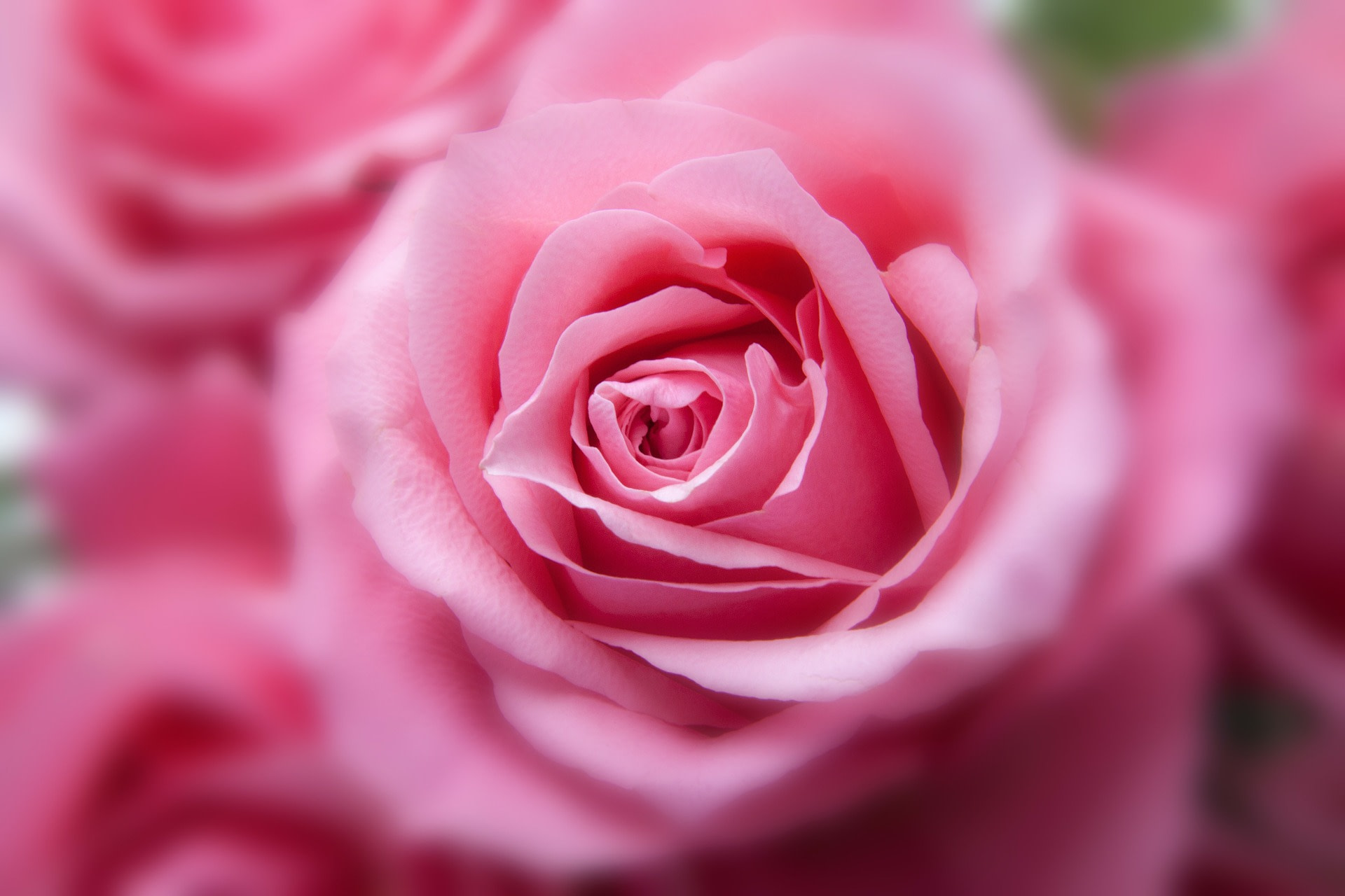 XVI Concorso "La più bella e la più profumata rosa da giardino"